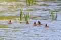 Ducklings Swimming, MallardÃÂ Duck Babies on Water Surface Royalty Free Stock Photo